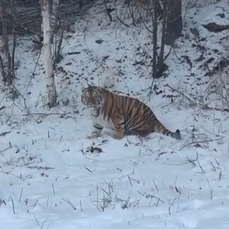 В Приморье и Амурской области толстых тигров нет