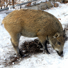 Последние очаги африканской чумы свиней ликвидировали в дикой природе Приморья