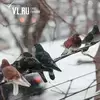 ������� �� ������������ -2�-4 �C