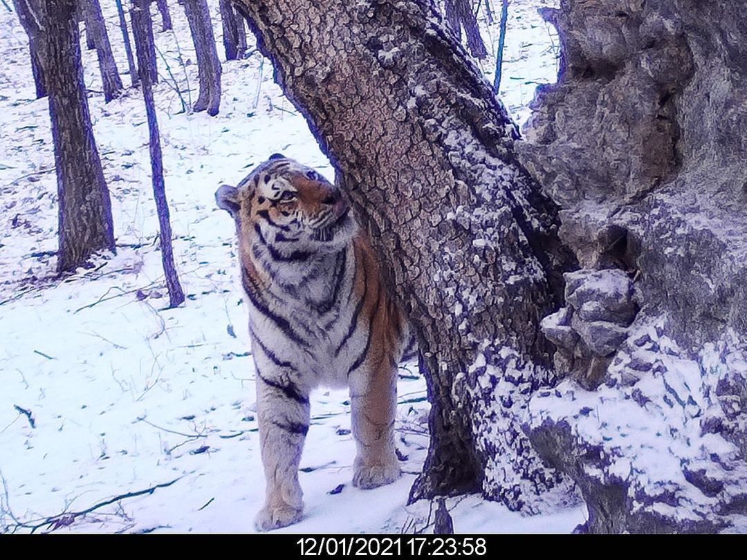 10 лет центру амурский тигр. Тигров в ЕАО. Амурский тигр ЕАО. Амурский тигр фотоловушки. Тигр в Биробиджане.