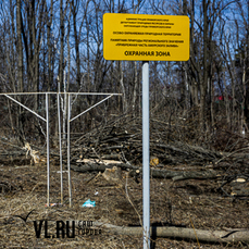 На Садгороде снова незаконно вырубают деревья 