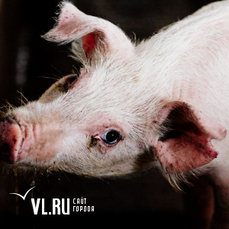 В Надеждинском районе изъяли более 500 свиней после вспышки чумы