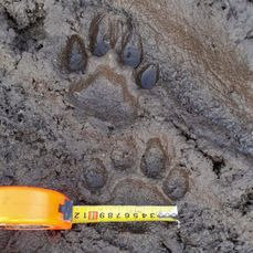 В Хасанском районе усиливают конфликтную группу для отлова тигра, который убил больше 10 собак