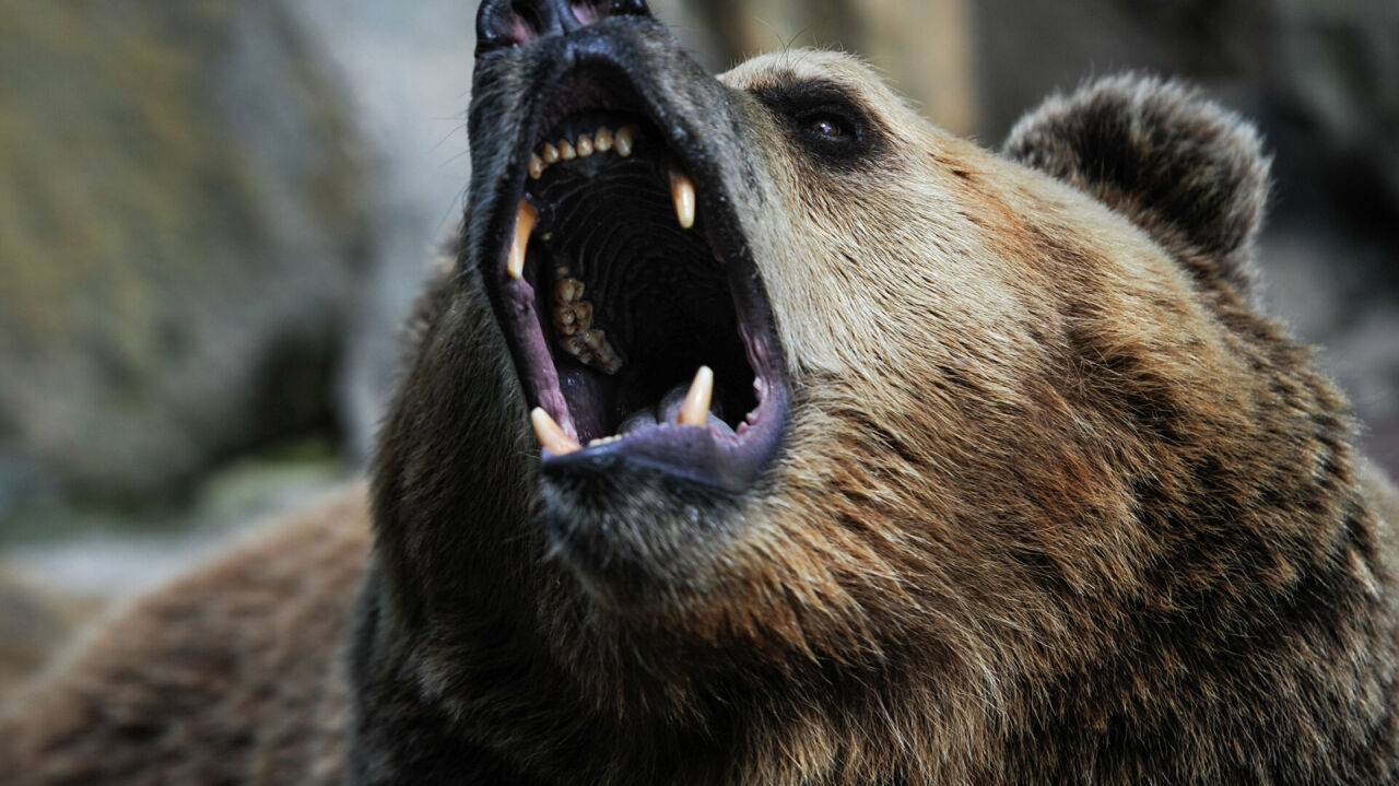 Уже пора: в Хабаровском крае просыпаются медведи