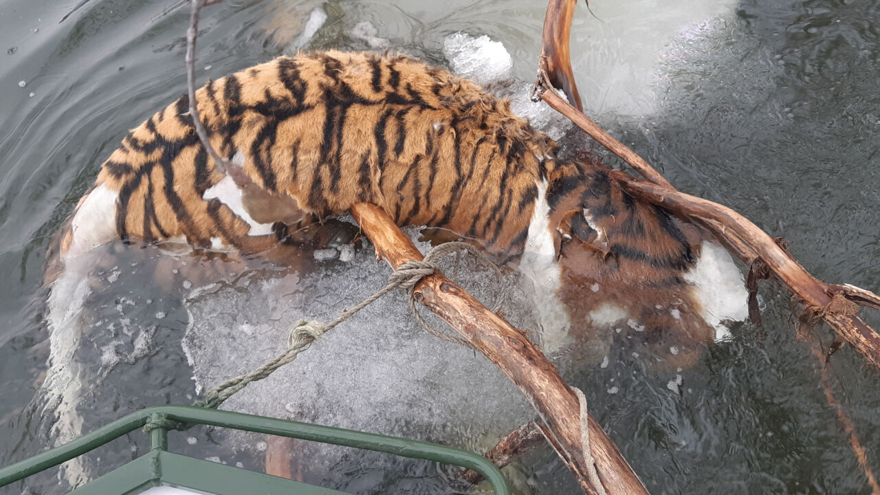 Мертвого амурского тигра обнаружили в Хабаровском крае