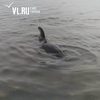 В районе Океанской во Владивостоке на мели застрял дельфин (ВИДЕО)