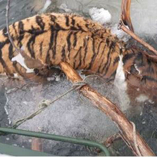 Обезглавленного тигра из Хабаровского края привезут на экспертизу в Уссурийск