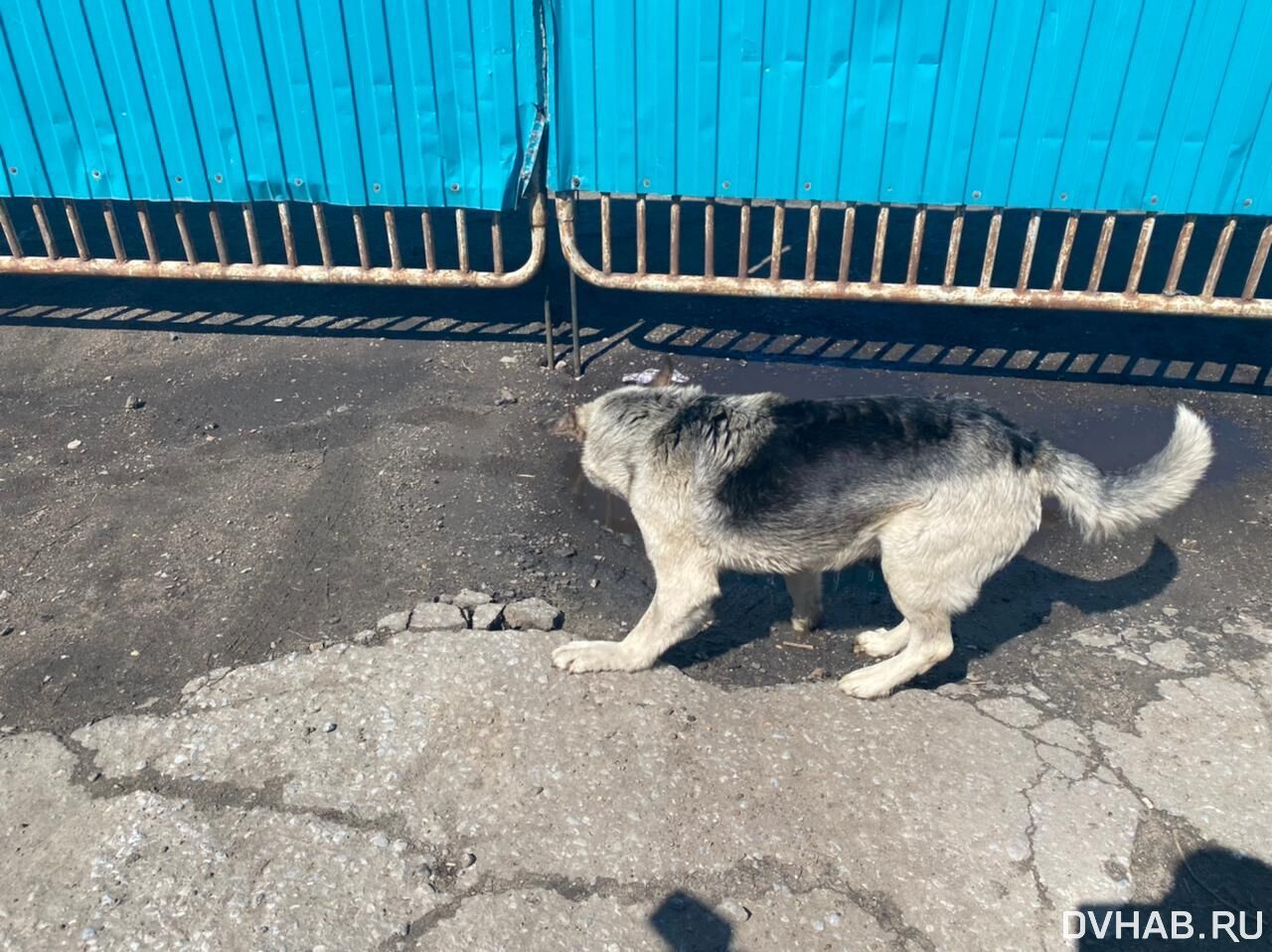 Испугавшись лая собаки, подросток угодил под машину (ФОТО; ВИДЕО) — Новости  Хабаровска