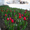 В центре Владивостока распустились тюльпаны