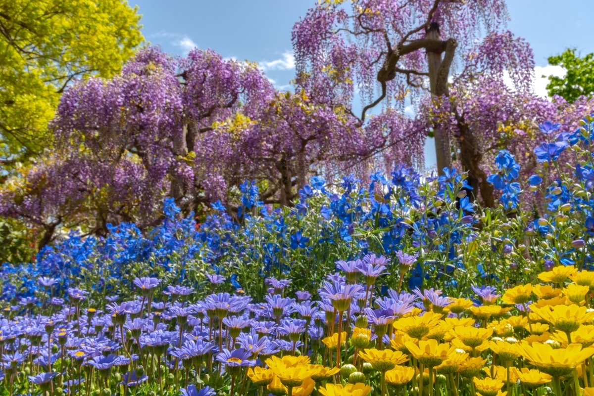 Цветочный король. Парк Асикага тюльпаны. Король цветов цветок. Царь цветов. Фото парку квітів Асікага.