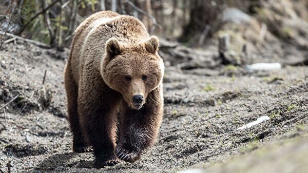 Медведя, любящего гулять по дороге, заметили возле Амурска (ВИДЕО)