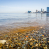 Яркие пятна появились из-за цветения водорослей Noctiluca — newsvl.ru