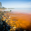 Из-за цветения водорослей Noctiluca вода ближе к лету приобретает оранжевый цвет у берега — newsvl.ru