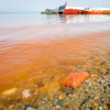 Ночью водоросли под водой начинают светиться — newsvl.ru