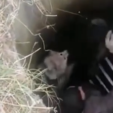 Сотрудники полиции спасли из заброшенного колодца в Приморье дикую кошку и енота 
