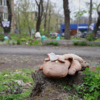 Русская, 60 — newsvl.ru