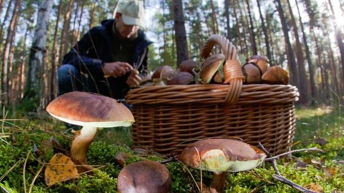Новости к завтраку: россиянам разъяснили нормы сбора грибов и березового сока
