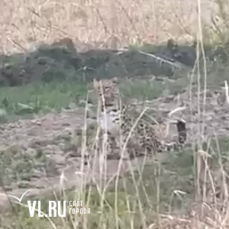 Любопытный леопард вышел к людям в Надеждинском районе – зверя заметили у частного подворья 