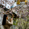 Во Владивостоке цветут вишни, сливы, абрикосы и яблони (ФОТО)