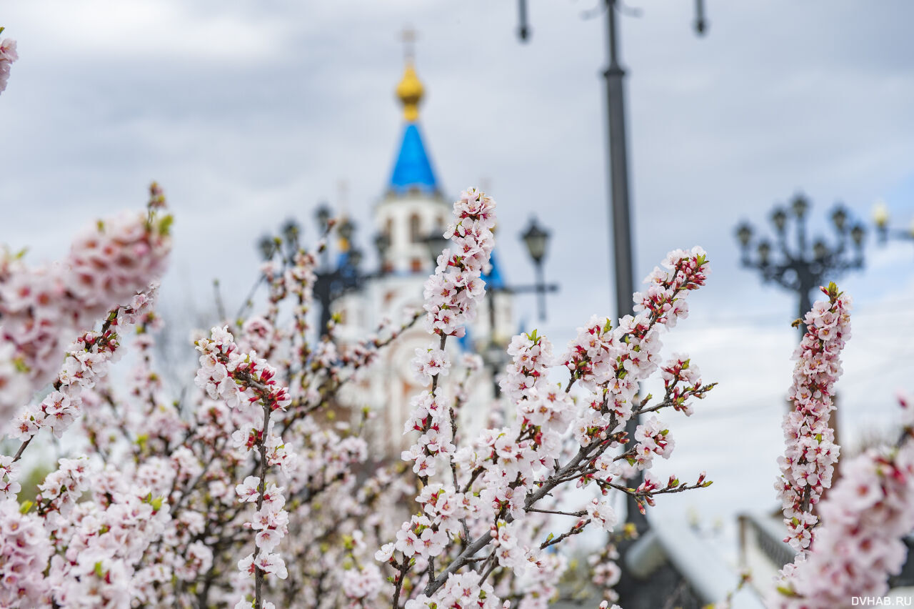 Японский слив телеграмм фото 32