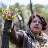 «Природа даёт нам больше, чем мы ей»: специалисты начали восстанавливать вишнёвые сады на Спутнике (ФОТО)