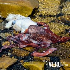 Мёртвых осьминогов обнаружили у побережья мыса Вятлина жители Владивостока 