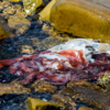 Судя по запаху, погибли головоногие моллюски давно — newsvl.ru