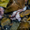 Однако запах от тушек говорит о том, что погибли осьминоги давно — newsvl.ru
