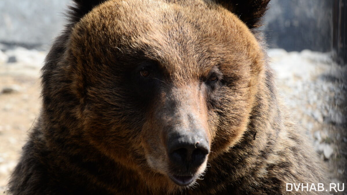 Раненый медведь убил охотника в Хабаровском крае