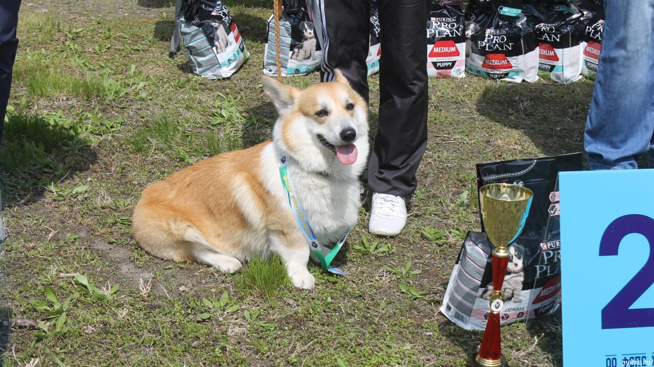 Лучшую управляемую городскую собаку выбрали в Хабаровске (ФОТО; ВИДЕО)
