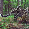 Самая плодовитая в мире самка дикого дальневосточного леопарда стала мамой в пятый раз — newsvl.ru
