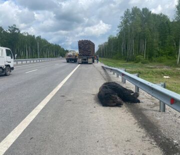 Медведь стал жертвой ДТП на Владивостокском шоссе недалеко от Хабаровска