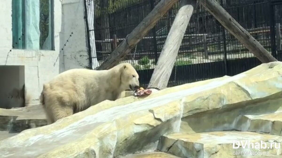 Фиолетовый кишечник обнаружили у белого медведя из зоосада под Хабаровском