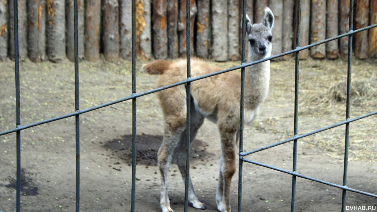 Ламы в зооцентре Комсомольска принесли третье потомство (ФОТО; ВИДЕО)