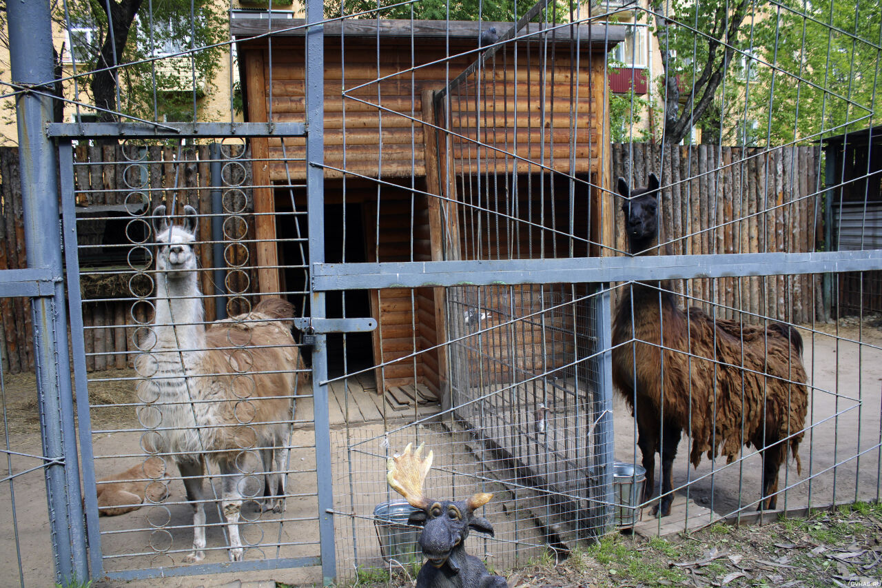 Зоопарк комсомольск на амуре питон. Зоологический центр. Комсомольский зооцентр питон. Питон комсомольск-на-амуре режим. Зоологический центр питон комсомольск-на-амуре.