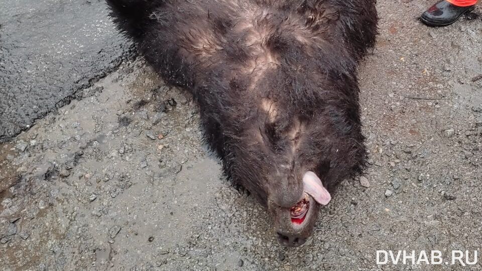 Убийственный объезд: еще один медведь погиб под колесами машины (ФОТО; 18+)