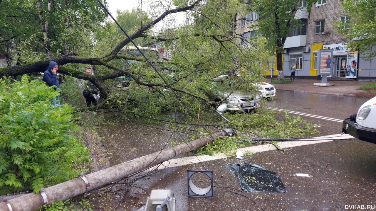 Упавшее дерево повредило автобус и автомобиль в Комсомольске (ФОТО)