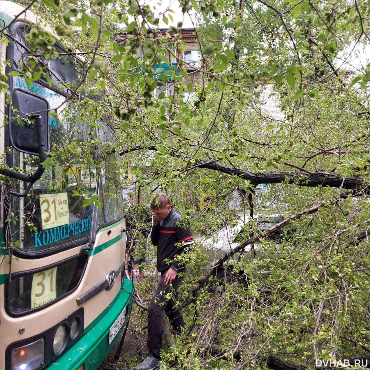 Упавшее дерево повредило автобус и автомобиль в Комсомольске (ФОТО; ВИДЕО)  — Новости Хабаровска