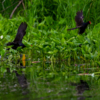 Над озером летают утки-камышницы — newsvl.ru