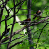 Птички любят прятаться среди веток деревьев — newsvl.ru