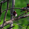 Деревья – любимое место многих птиц — newsvl.ru