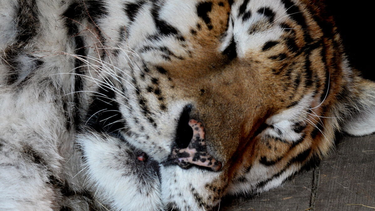 Тигр в шоке: полосатого хищника встретили в лесу жители края (ВИДЕО)