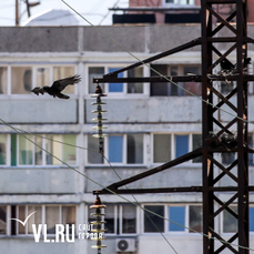Во Владивостоке нет служб, которые могли бы защитить горожан от ворон 