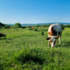 Сейчас это поле, где пасутся коровы и овцы — newsvl.ru