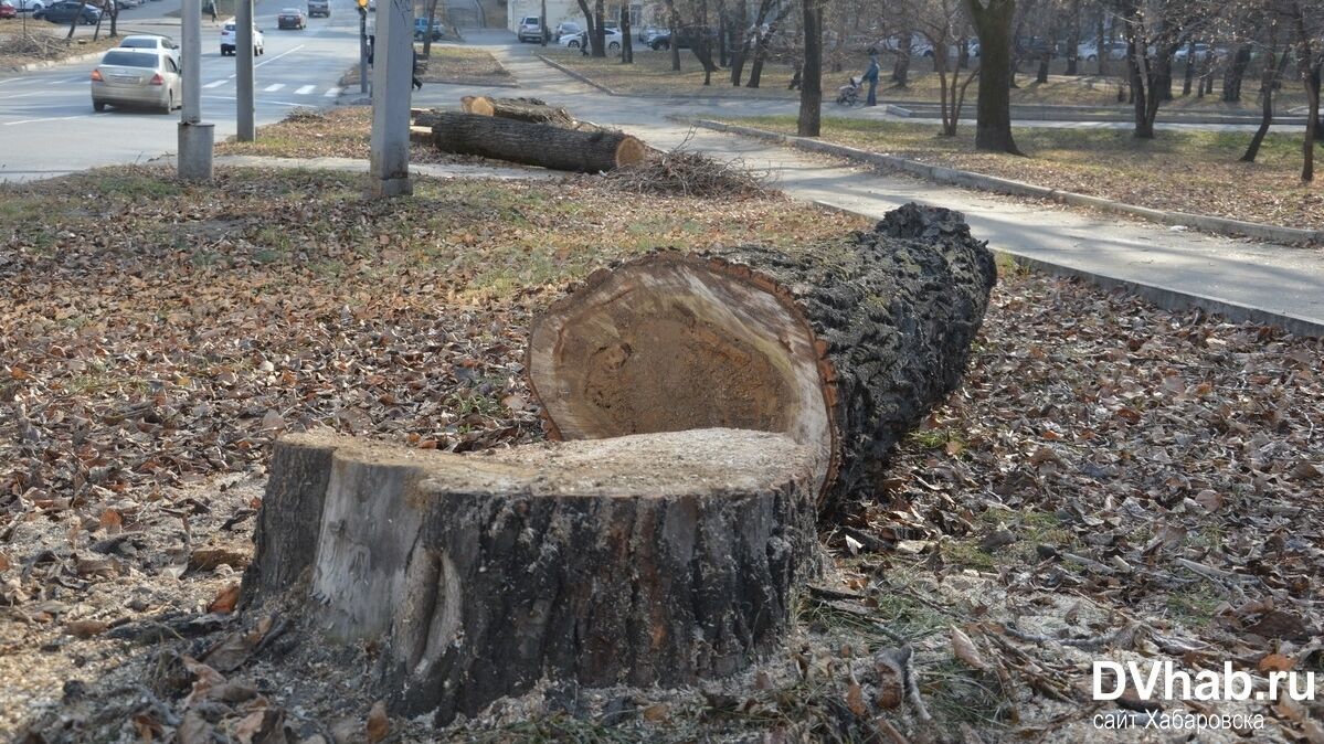Решение принято: десятки деревьев мэрия вырубит летом в парке "Динамо"
