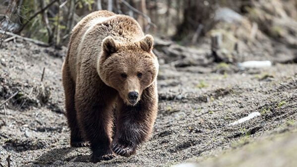 Сократить численность медведей решили в Хабаровском крае