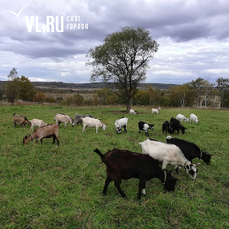В Приморье гибнут козы после вакцин от сибирской язвы — производители связывают это с неправильным использованием препарата 