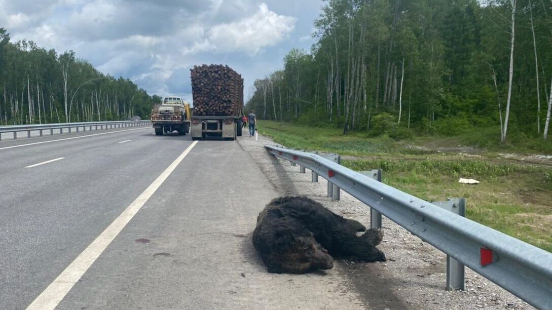 Как уберечь медведей от гибели в ДТП под Хабаровском - рассказали власти