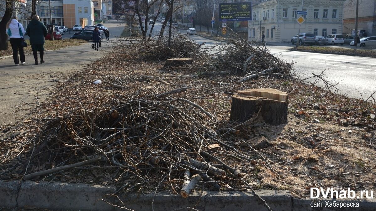 Причины вырубки здоровых деревьев назвала мэрия Хабаровска