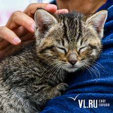 Один щенок и 36 кошек нашли новый дом на выставке-раздаче домашних животных  во Владивостоке (ФОТО)